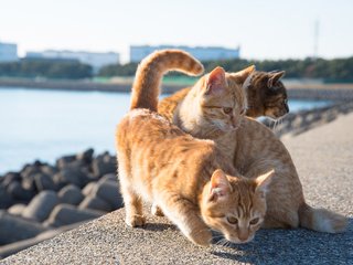 Обои набережная, коты, рыжие кошки, promenade, cats, red cats разрешение 2048x1367 Загрузить