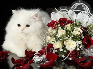 Обои кот, розы, кошка, пушистый, белый, букет, cat, roses, fluffy, white, bouquet разрешение 4368x2912 Загрузить