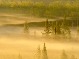 Обои деревья, лес, туман, канада, онтарио, садбери, trees, forest, fog, canada, ontario, sudbury разрешение 1920x1200 Загрузить