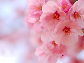 Обои цветение, макро, вишня, сакура, цветки, flowering, macro, cherry, sakura, flowers разрешение 3008x2000 Загрузить