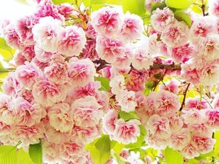 Обои цветы, весна, розовые, сакура, flowers, spring, pink, sakura разрешение 4000x2581 Загрузить