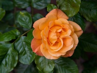 Обои листья, цветок, роза, лепестки, оранжевый, leaves, flower, rose, petals, orange разрешение 3000x1983 Загрузить