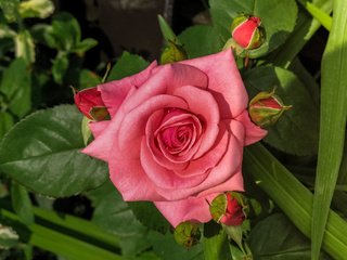 Обои цветы, бутоны, макро, розы, роза, лепестки, flowers, buds, macro, roses, rose, petals разрешение 2667x2000 Загрузить