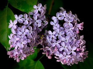 Обои макро, лепестки, гроздья, сирень, macro, petals, bunches, lilac разрешение 2048x1341 Загрузить