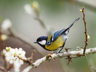 Обои ветка, птица, синица, branch, bird, tit разрешение 2048x1326 Загрузить