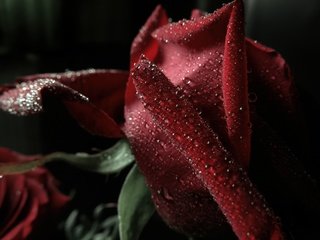 Обои макро, капли, роза, лепестки, красная, боке, тёмно красный, macro, drops, rose, petals, red, bokeh, dark red разрешение 4000x3000 Загрузить
