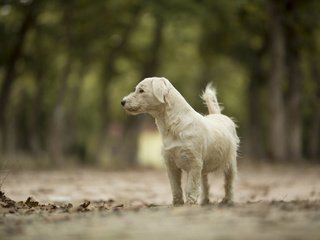 Обои дорога, собака, животное, road, dog, animal разрешение 2048x1365 Загрузить