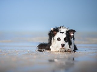 Обои взгляд, собака, друг, бордер-колли, look, dog, each, the border collie разрешение 5218x3220 Загрузить