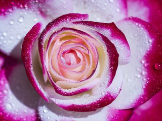 Обои макро, капли, роза, лепестки, пёстрая, macro, drops, rose, petals, motley разрешение 2036x1286 Загрузить