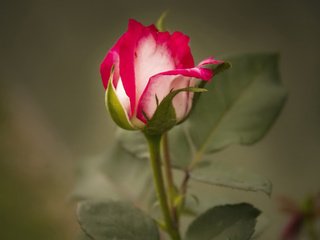 Обои макро, роза, бутон, macro, rose, bud разрешение 1920x1440 Загрузить