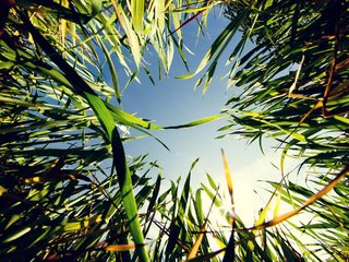 Обои небо, трава, природа, фотограф, зеленая, hannes hochsmann, the sky, grass, nature, photographer, green разрешение 2000x1454 Загрузить