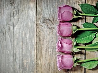 Обои розы,  цветы, роз, пинк, roses, flowers, pink разрешение 4288x2848 Загрузить