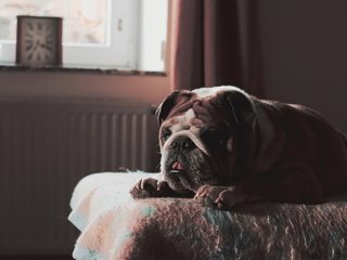 Обои собака, дом, уют, бульдог, английский бульдог, dog, house, comfort, bulldog, english bulldog разрешение 2048x1361 Загрузить