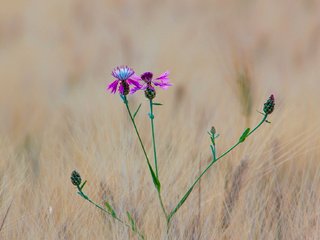 Обои трава, макро, цветок, поле, луг, колосья, пшеница, васильки, grass, macro, flower, field, meadow, ears, wheat, cornflowers разрешение 1920x1104 Загрузить