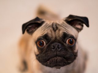 Обои взгляд, собака, друг, мопс, look, dog, each, pug разрешение 1920x1080 Загрузить