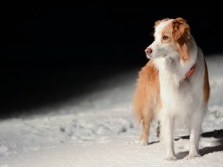 Обои взгляд, собака, друг, бордер-колли, look, dog, each, the border collie разрешение 2048x1365 Загрузить