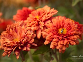 Обои цветы, макро, насекомое, оранжевые, flowers, macro, insect, orange разрешение 1920x1200 Загрузить