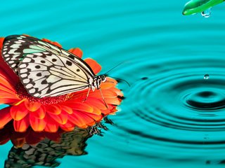 Обои вода, природа, насекомое, цветок, капля, бабочка, water, nature, insect, flower, drop, butterfly разрешение 1920x1200 Загрузить