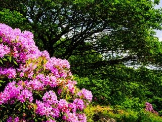 Обои цветы, деревья, природа, кустарники, flowers, trees, nature, shrubs разрешение 2000x1300 Загрузить