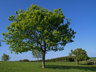 Обои деревья, природа, поле, лето, деревь, на природе, летнее, trees, nature, field, summer разрешение 3880x2608 Загрузить