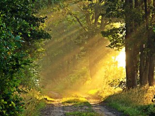 Обои дорога, природа, лес, солнечные лучи, road, nature, forest, the sun's rays разрешение 3840x2400 Загрузить