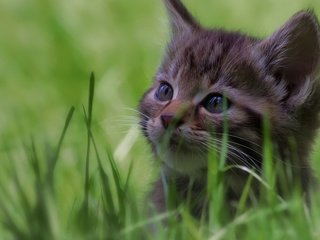 Обои глаза, трава, кот, кошка, взгляд, котенок, eyes, grass, cat, look, kitty разрешение 2560x1600 Загрузить