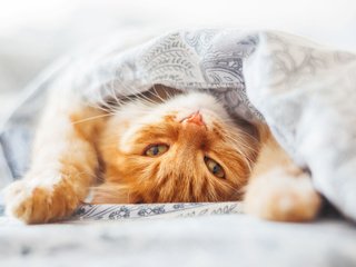 Обои глаза, кот, кошка, взгляд, одеяло, рыжий, постель, рыжый, eyes, cat, look, blanket, red, bed, ryzhyi разрешение 1920x1200 Загрузить