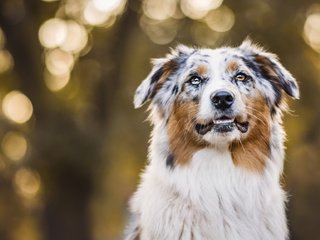 Обои портрет, осень, собака, боке, австралийская овчарка, аусси, portrait, autumn, dog, bokeh, australian shepherd, aussie разрешение 2048x1152 Загрузить