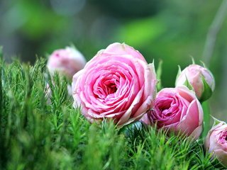 Обои цветы, трава, природа, розы, розовые, лежат, розовые розы, flowers, grass, nature, roses, pink, lie, pink roses разрешение 2560x1600 Загрузить