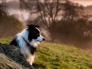 Обои собака, бордер-колли, dog, the border collie разрешение 1920x1200 Загрузить