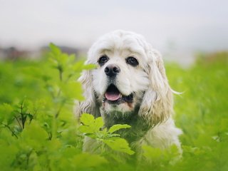 Обои растения, листья, взгляд, собака, друг, спаниель, plants, leaves, look, dog, each, spaniel разрешение 2560x1440 Загрузить