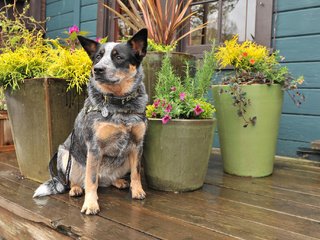 Обои цветы, взгляд, собака, друг, австралийская пастушья, flowers, look, dog, each, australian cattle разрешение 2048x1365 Загрузить