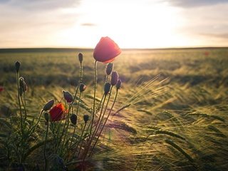 Обои цветы, боке, солнце, природа, поле, красный, мак, колосья, пшеница, flowers, bokeh, the sun, nature, field, red, mac, ears, wheat разрешение 1920x1200 Загрузить