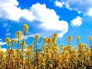 Обои небо, рапс, цветы, облака, поле, луг, желтые, неба,  цветы, в солнечной, sunny, the sky, rape, flowers, clouds, field, meadow, yellow, sky разрешение 1920x1200 Загрузить