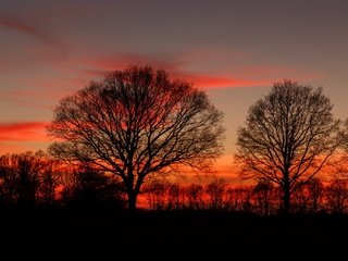 Обои деревья, закат, ветки, силуэты, сумерки, деревь, dusk, полумрак, ветками, trees, sunset, branches, silhouettes, twilight разрешение 2048x1365 Загрузить