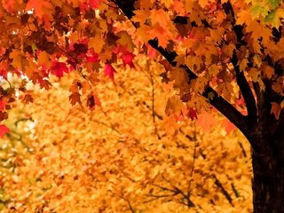 Обои дерево, листья, осень, tree, leaves, autumn разрешение 1920x1274 Загрузить