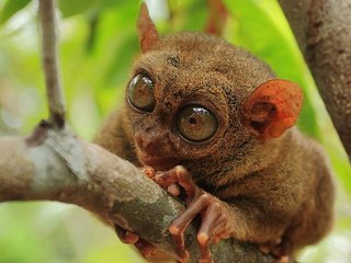 Обои природа, макро, примат, долгопят, philippine tarsier, nature, macro, the primacy of, tarsier разрешение 2560x1600 Загрузить