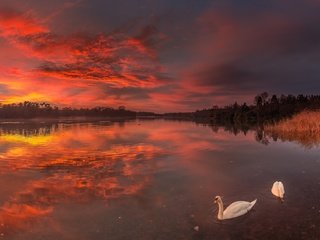 Обои озеро, закат, птицы, лебеди, lake, sunset, birds, swans разрешение 2048x1114 Загрузить