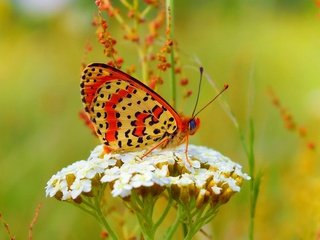 Обои бабочка, цветочки, боке,  цветы, butterfly, flowers, bokeh разрешение 3000x1841 Загрузить