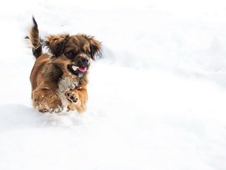 Обои снег, зима, мордочка, собака, щенок, лапки, snow, winter, muzzle, dog, puppy, legs разрешение 2560x1707 Загрузить