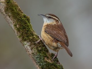 Обои птицы, крапивник, подкоренник, birds, wren, podkolonnik разрешение 3281x2187 Загрузить