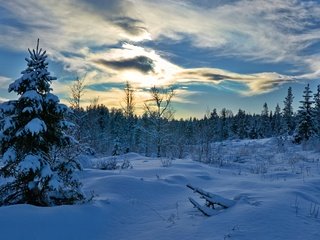 Обои хедмарк, деревья, снег, лес, зима, ель, сугробы, норвегия, норвегии, hedmark fylke, hedmark, trees, snow, forest, winter, spruce, the snow, norway разрешение 4608x2592 Загрузить