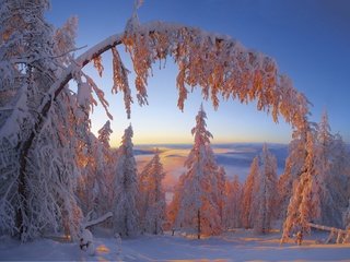 Обои деревья, зима, иней, республика саха, trees, winter, frost, the republic of sakha разрешение 1920x1411 Загрузить
