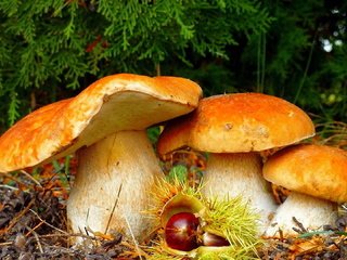 Обои природа, лес, грибы, красота, nature, forest, mushrooms, beauty разрешение 1920x1080 Загрузить