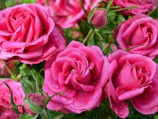 Обои цветы, капли, розы, розовые, розовые розы, flowers, drops, roses, pink, pink roses разрешение 3000x1920 Загрузить