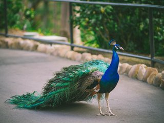 Обои птица, павлин, оперение, bird, peacock, tail разрешение 2048x1365 Загрузить