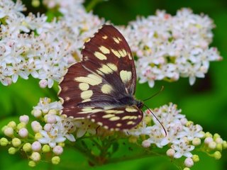 Обои цветение, макро, насекомое, бабочка, весна, весенние, flowering, macro, insect, butterfly, spring разрешение 3000x1851 Загрузить