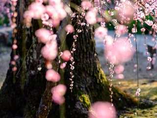 Обои дерево, цветение, весна, сакура, tree, flowering, spring, sakura разрешение 2048x1152 Загрузить