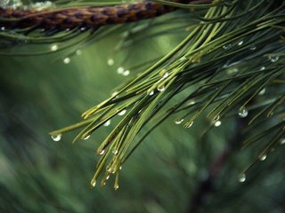 Обои вода, дождь, ветка, иголки, природа, хвоя, макро, роса, капли, ель, water, rain, branch, nature, needles, macro, rosa, drops, spruce разрешение 2880x1800 Загрузить