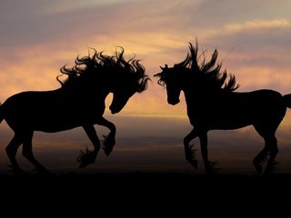 Обои природа, закат, силуэт, лошади, кони, грива, копыта, nature, sunset, silhouette, horse, horses, mane, hooves разрешение 3840x2160 Загрузить